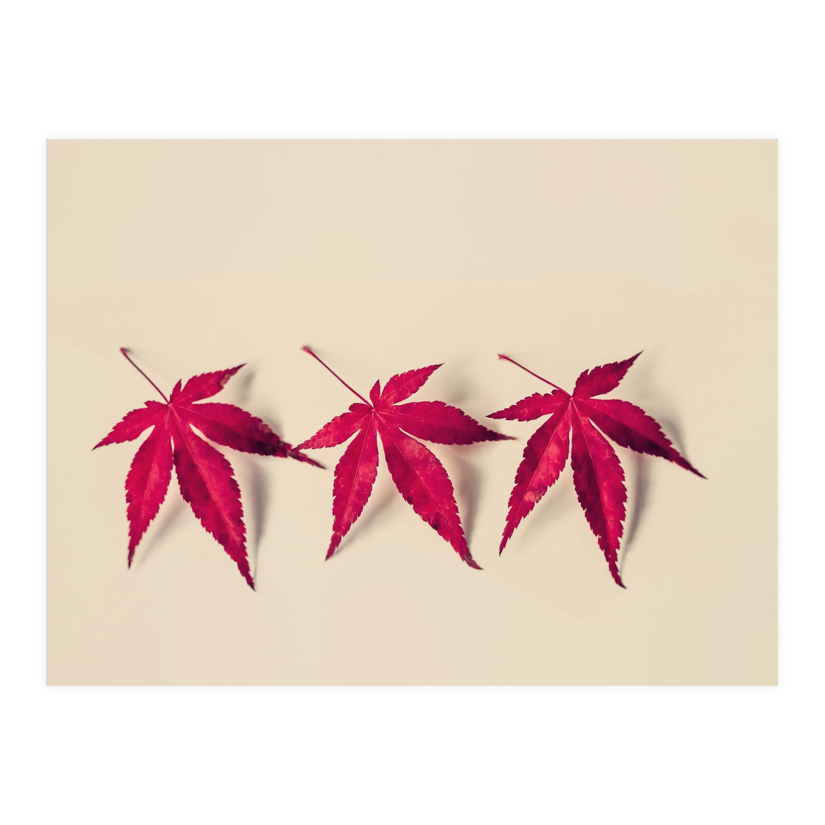 Dancing Leaves (Print Only)