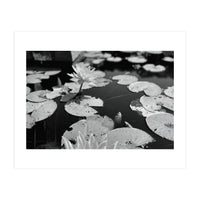 Lotus Pond | Black & White Landscape (Print Only)