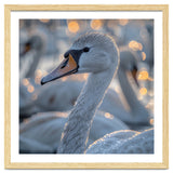 Majestic Swan Close Up With Water Droplets thumbnail
