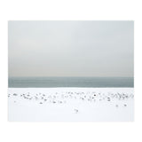 Seagulls in the winter snow beach (Print Only) thumbnail