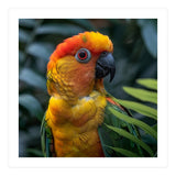 Close Up Of A Colorful Sun Conure Parrot (Print Only) thumbnail