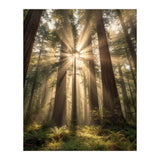 Ethereal Redwood Sanctuary: Sunbeams in the Ancient Forest (Print Only) thumbnail