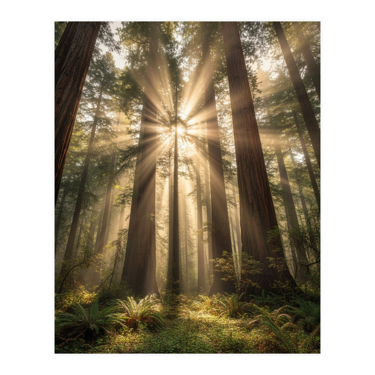Ethereal Redwood Sanctuary: Sunbeams in the Ancient Forest (Print Only)