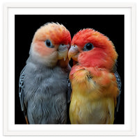 Two Lovebirds Nuzzle Together