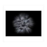 Backyard Flowers In Black And White No 66 Flow Version (Print Only) thumbnail