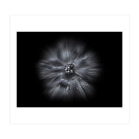 Backyard Flowers In Black And White No 66 Flow Version (Print Only)