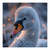 Close Up Frosty Swan Head During Golden Hour (Print Only) thumbnail