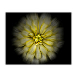 Backyard Flowers No 86 Color Flow Version (Print Only) thumbnail