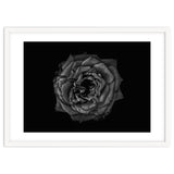 Backyard Flowers In Black And White No 110 thumbnail