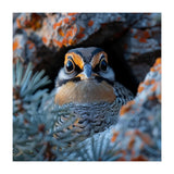 Close Up Falcon Eye Detail In Nest (Print Only) thumbnail