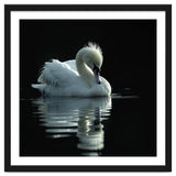 White Swan Gracefully Swimming In Dark Water thumbnail