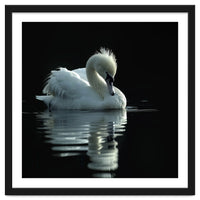 White Swan Gracefully Swimming In Dark Water