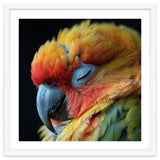 Close Up Of A Sleeping Sun Conure Parrot thumbnail