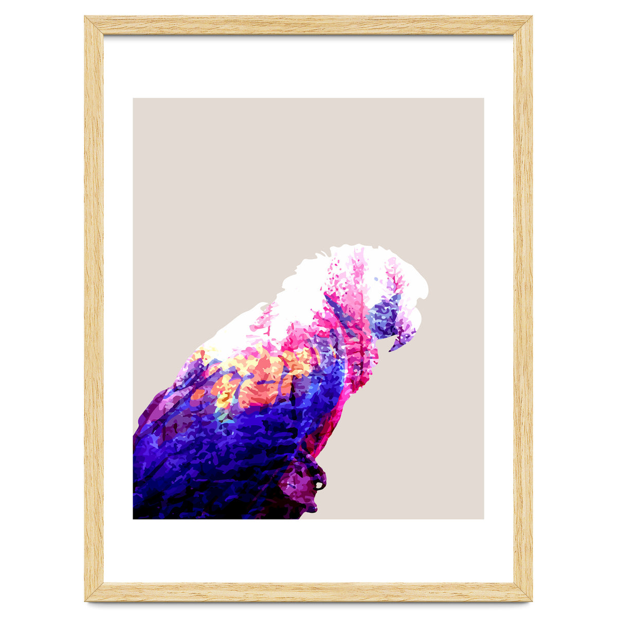 Macaw