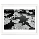 Lotus Pond | Black & White Landscape thumbnail