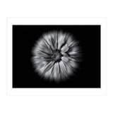 Backyard Flowers In Black And White No 10 Flow Version (Print Only) thumbnail