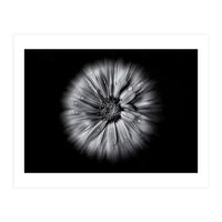 Backyard Flowers In Black And White No 10 Flow Version (Print Only)