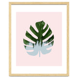 Monstera thumbnail
