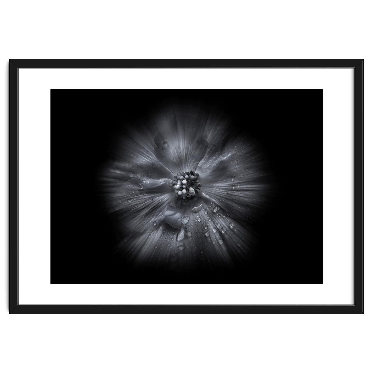 Backyard Flowers In Black And White No 66 Flow Version