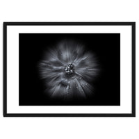 Backyard Flowers In Black And White No 66 Flow Version