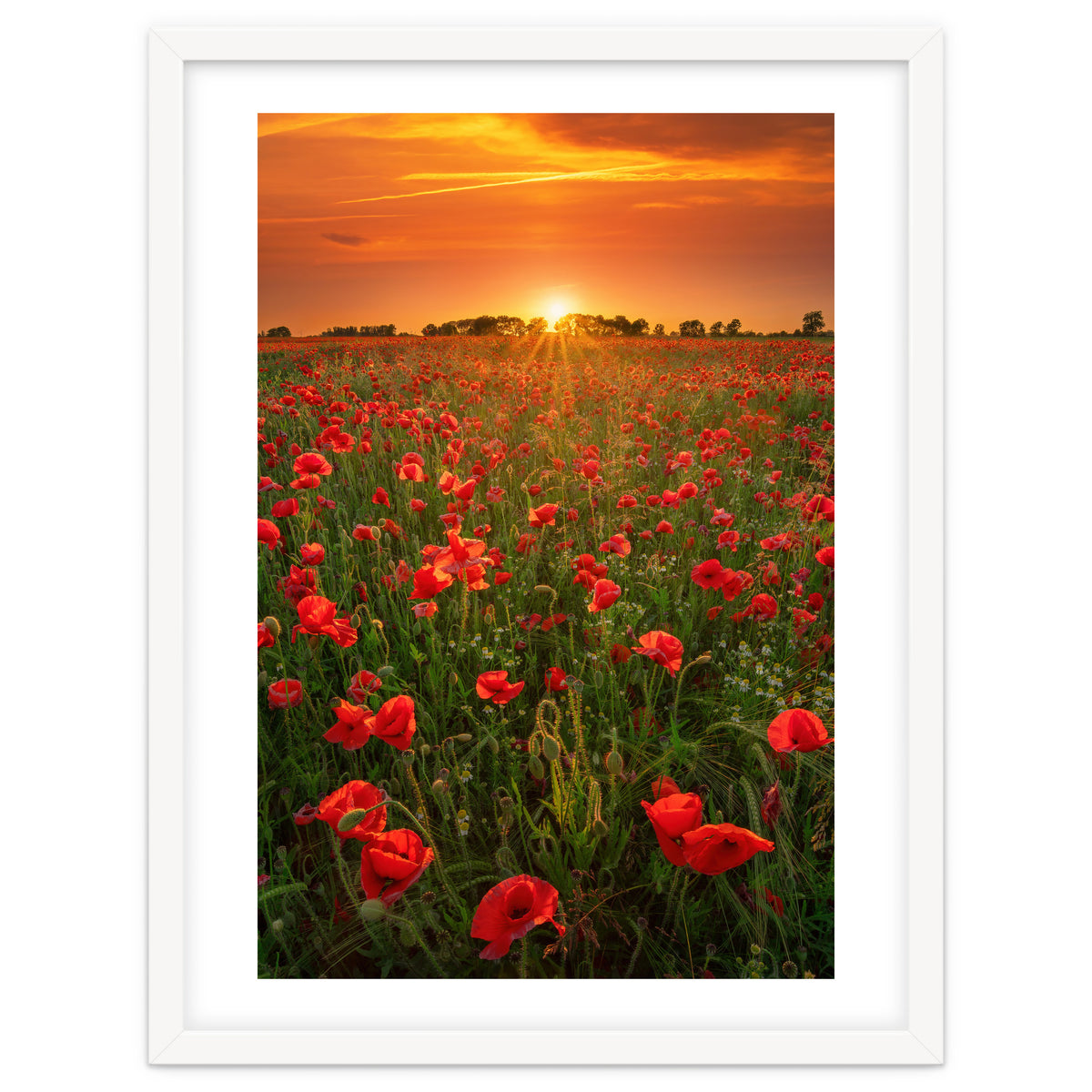 Poppies At Sunset