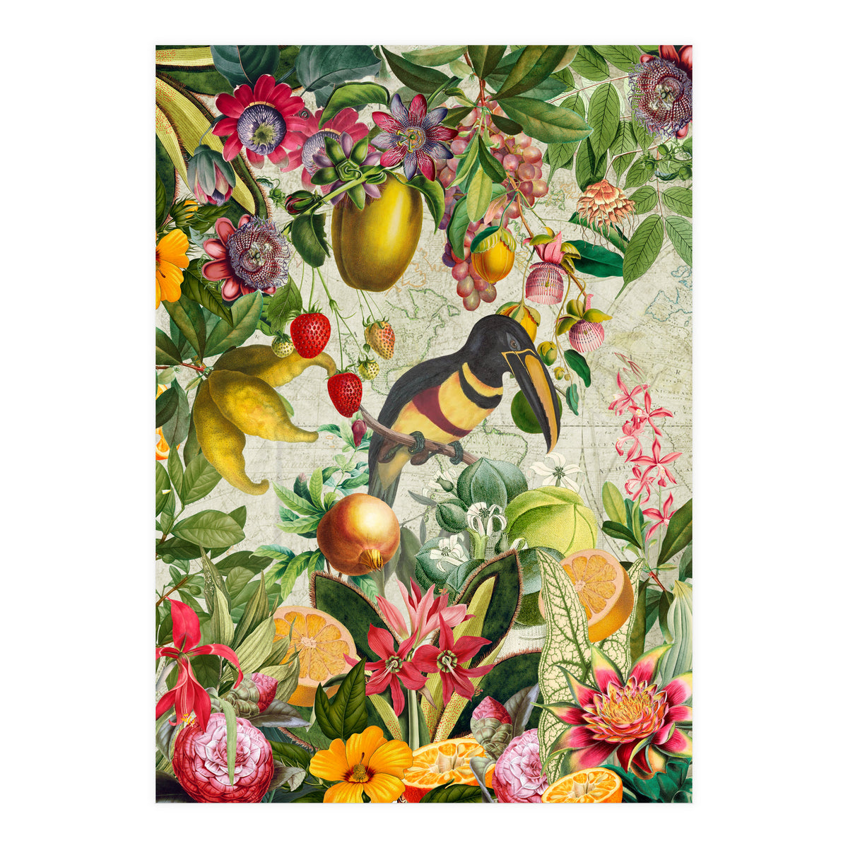 Toucan vintage jungle  (Print Only)