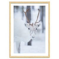 White Reindeer