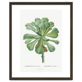 Pierre-Joseph Redouté – Sempervivum Canariense (1799) thumbnail
