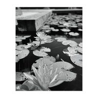 Lotus Pond | Black & White Portrait (Print Only)