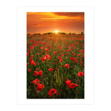 Poppies At Sunset (Print Only) thumbnail