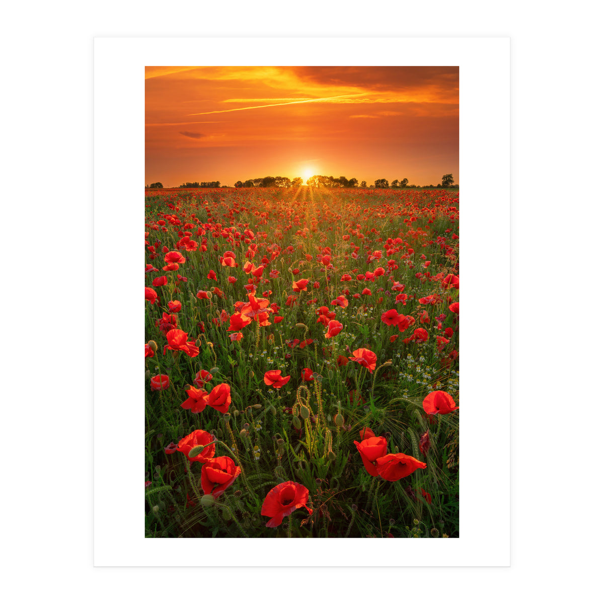Poppies At Sunset (Print Only)