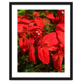 Red Quisqualls Plant Flowers thumbnail