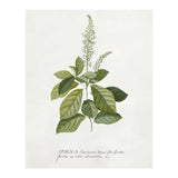 Georg Dionysius Ehret – Cinnamomum Illustration (1708–1770) (Print Only) thumbnail