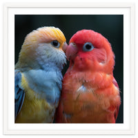 Two Lovebirds Nuzzling Close Up Portrait