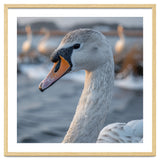 Majestic Swan Portrait In Snowy Waters thumbnail