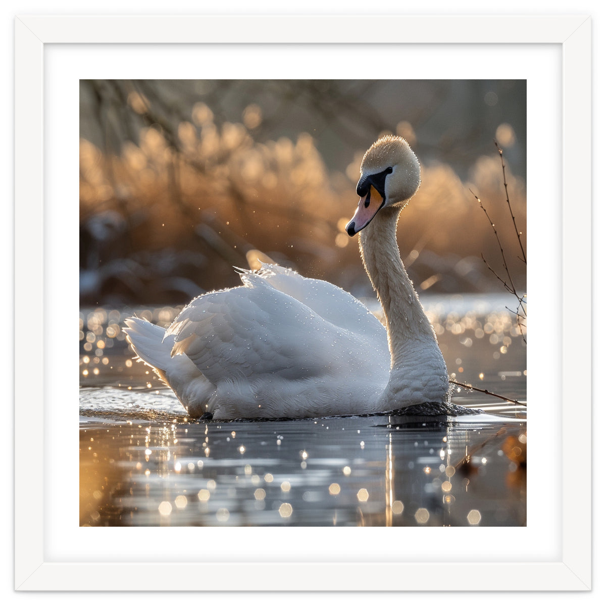 Majestic Swan On Calm Water During Sunset Nature Scene