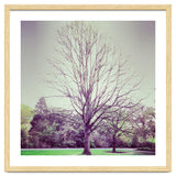 Tree Of Dreams thumbnail