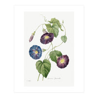Pierre-Joseph Redouté & Henry Joseph Redouté – Star-Glory Morning-Glory (1827) (Print Only)