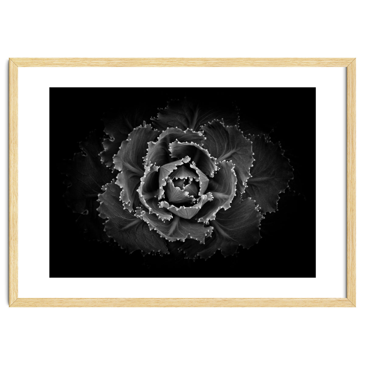 Backyard Flowers In Black And White No 101