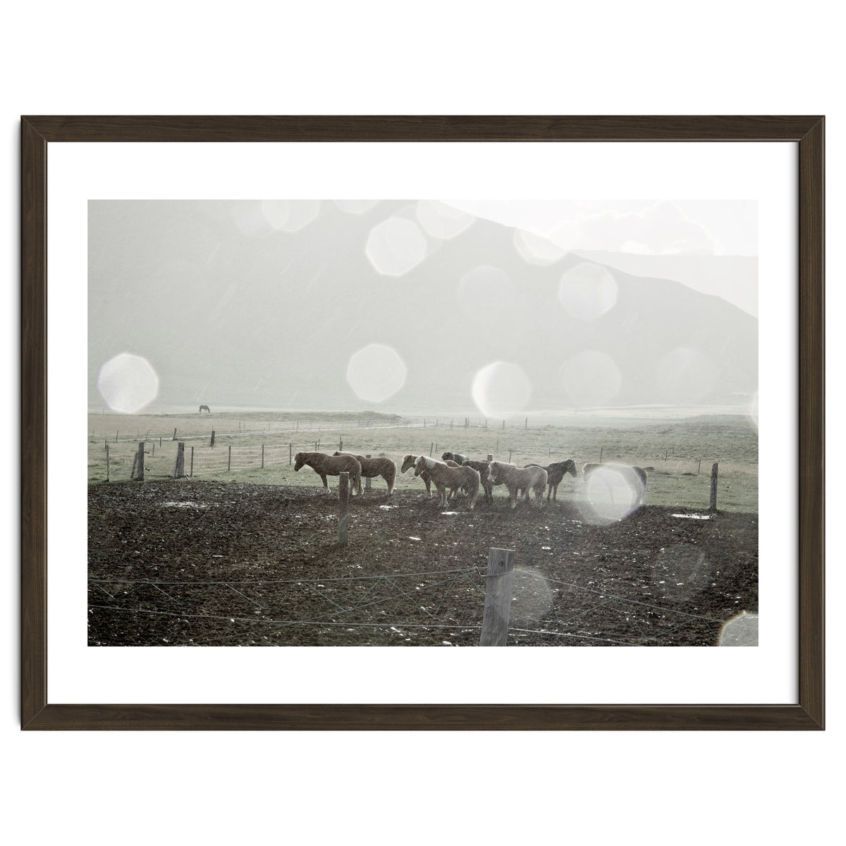 Horses under the sun shower - Iceland