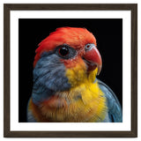 Close Up Colorful Parrot Portrait Vivid Plumage thumbnail