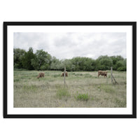 Cows in the farm