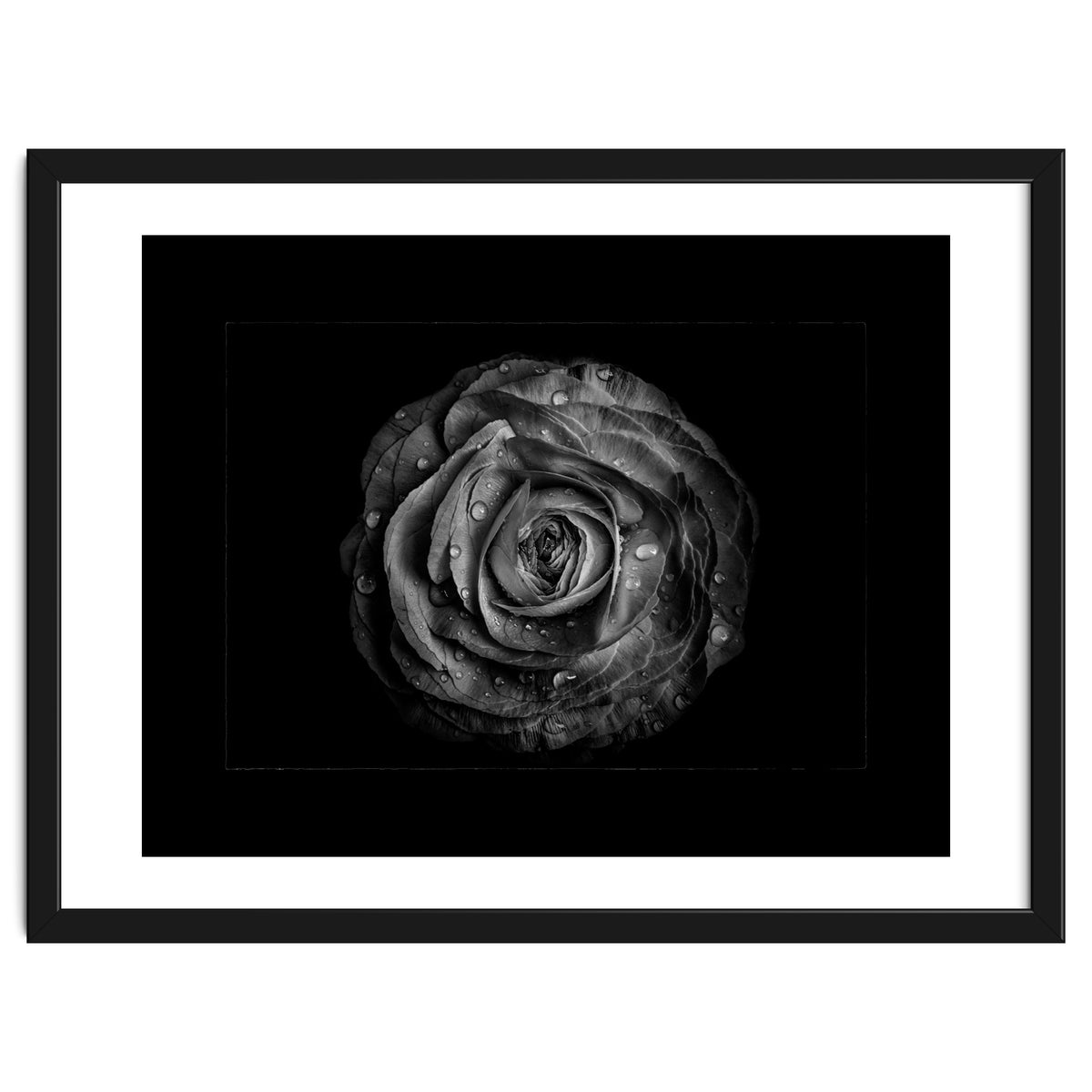Backyard Flowers In Black And White No 72 with Border
