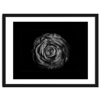Backyard Flowers In Black And White No 72 with Border