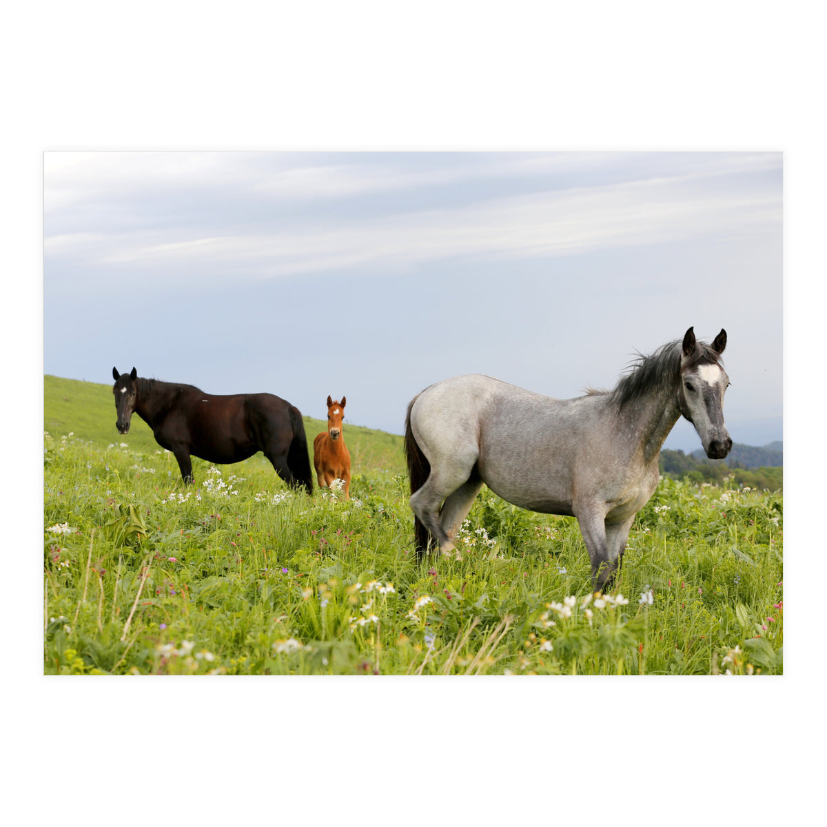 Equine Family (Print Only)