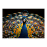 Close Up Peacock Displaying Its Feathers (Print Only) thumbnail