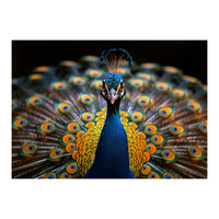 Close Up Peacock Displaying Its Feathers (Print Only)