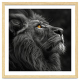 Majestic Lion Face Closeup Golden Eyes Black thumbnail