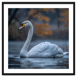 Swan Floating Gracefully On Water In Autumn thumbnail