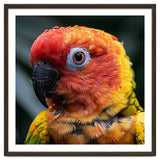 Sun Conure Parrot Bird With Water Droplets thumbnail